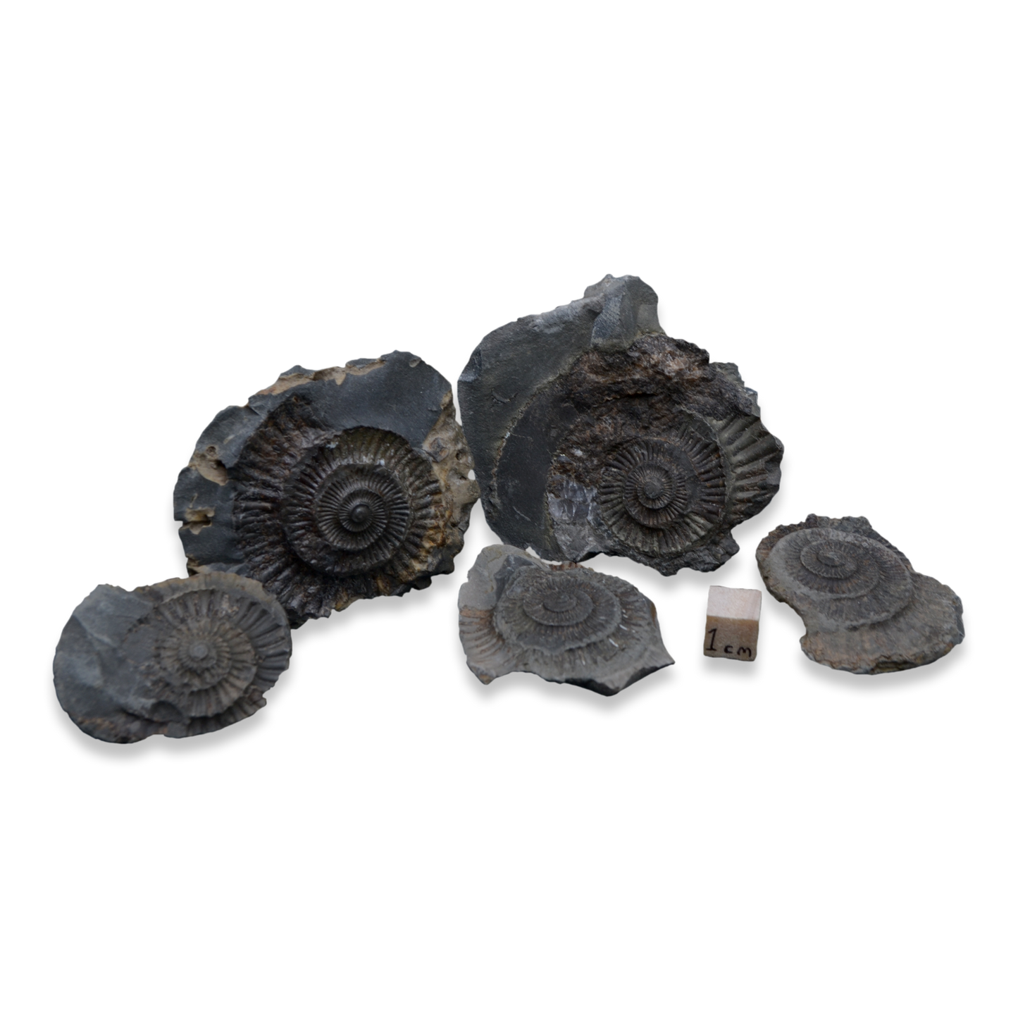 Dactylioceras Ammonite Fossil Negatives – Set of 5