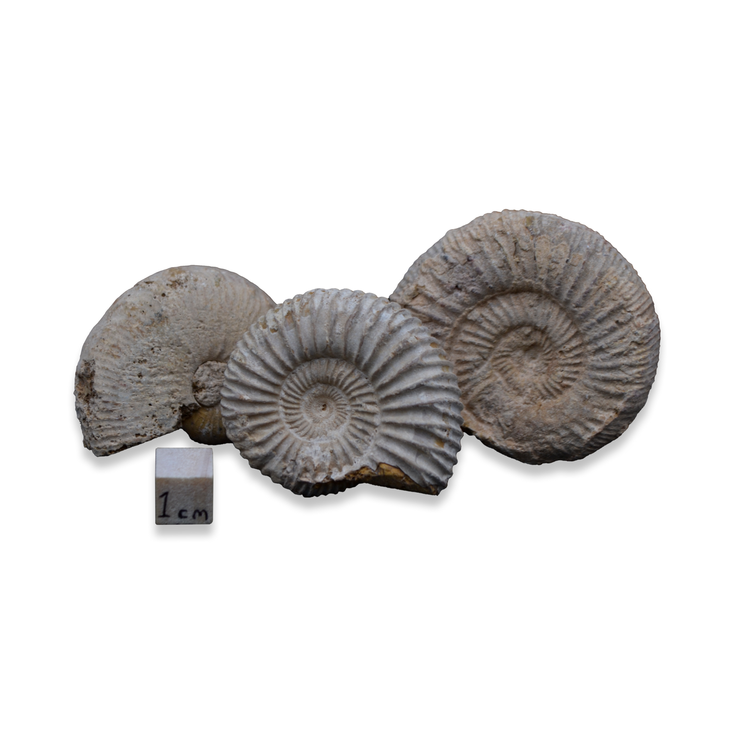 4-5cm Fossil Ammonite