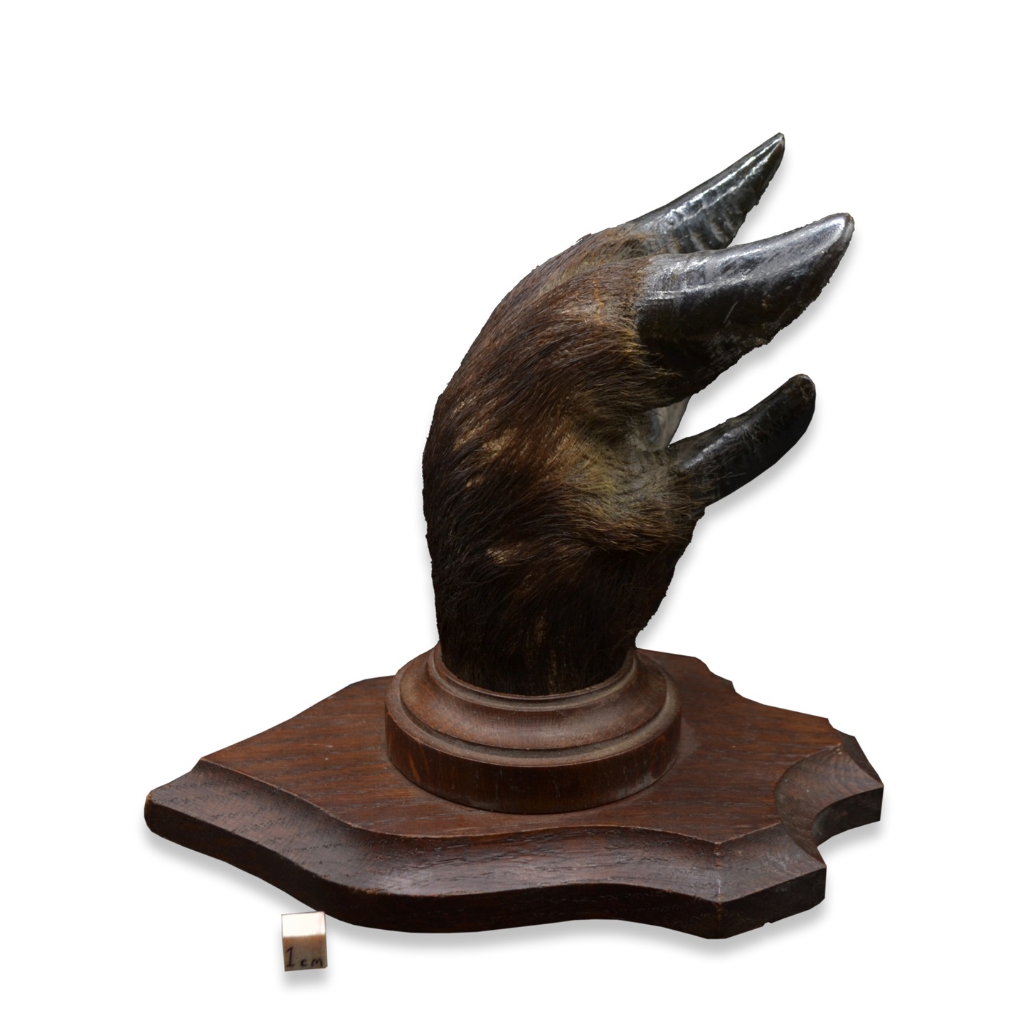 Wild Boar’s Foot on Wooden Plaque