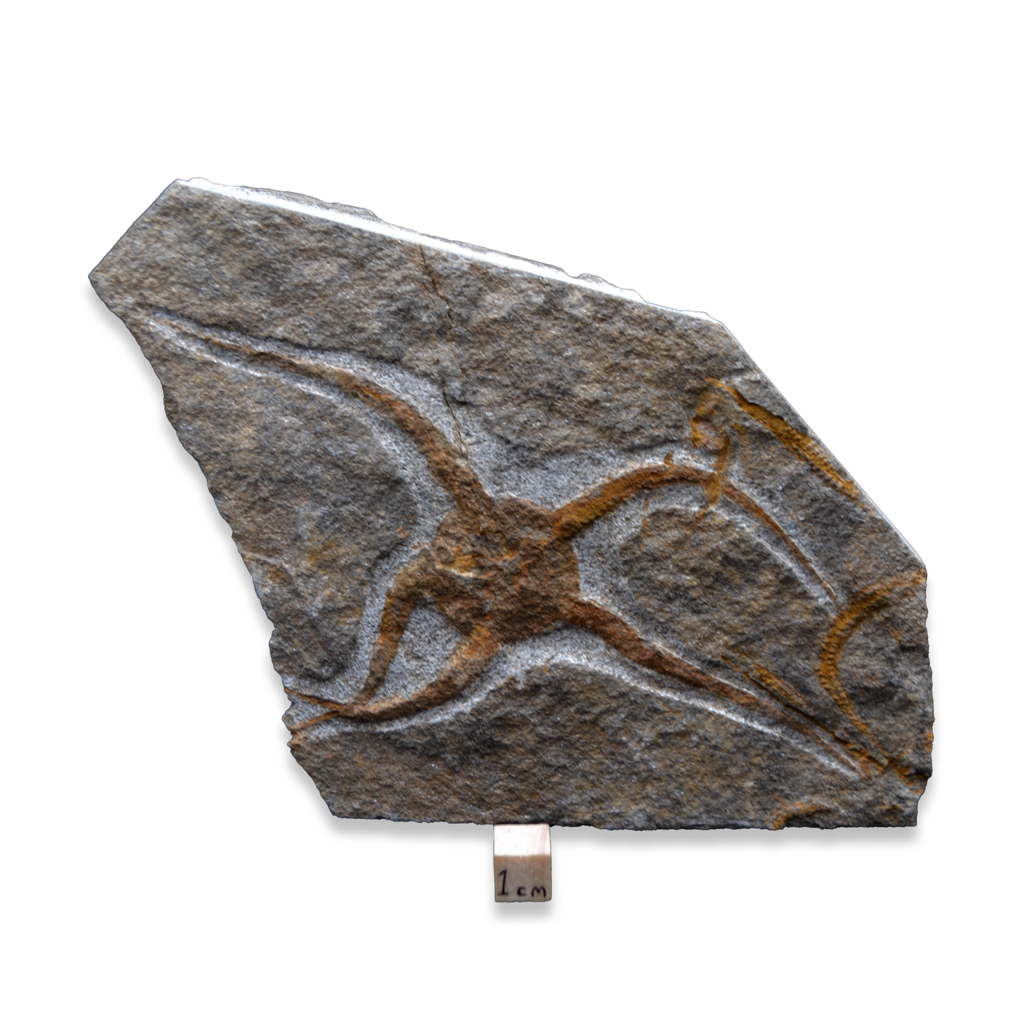 Brittlestar fossil on Matrix