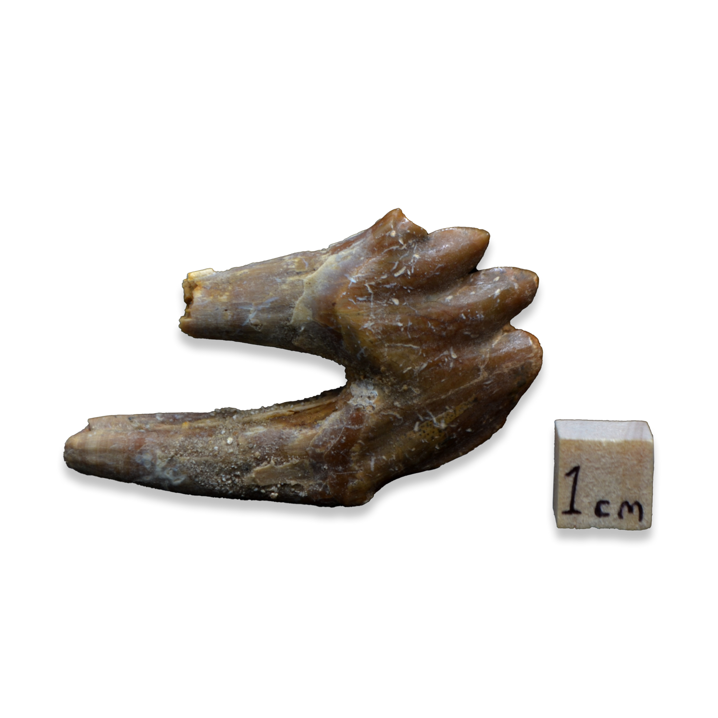 Chrysocetus Fossil Tooth – Early Eocene Whale