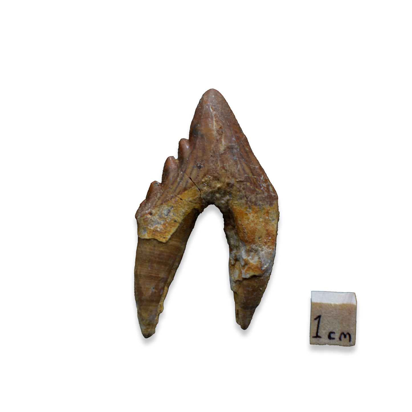 Chrysocetus Fossil Tooth – Early Eocene Whale