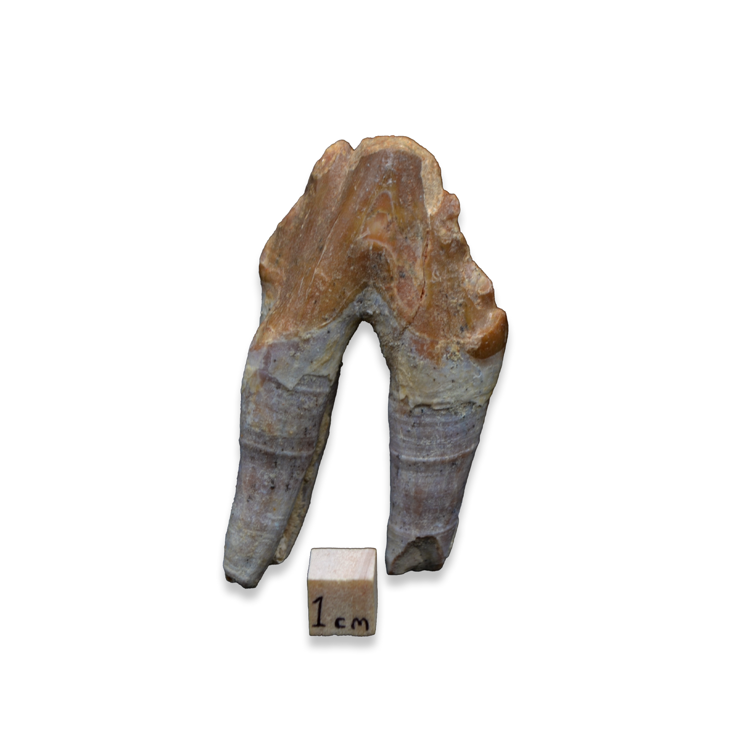 Chrysocetus Fossil Tooth – Early Eocene Whale