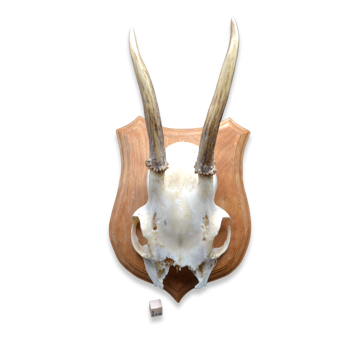Mounted Deer Skull with Antlers on Shield Plaque