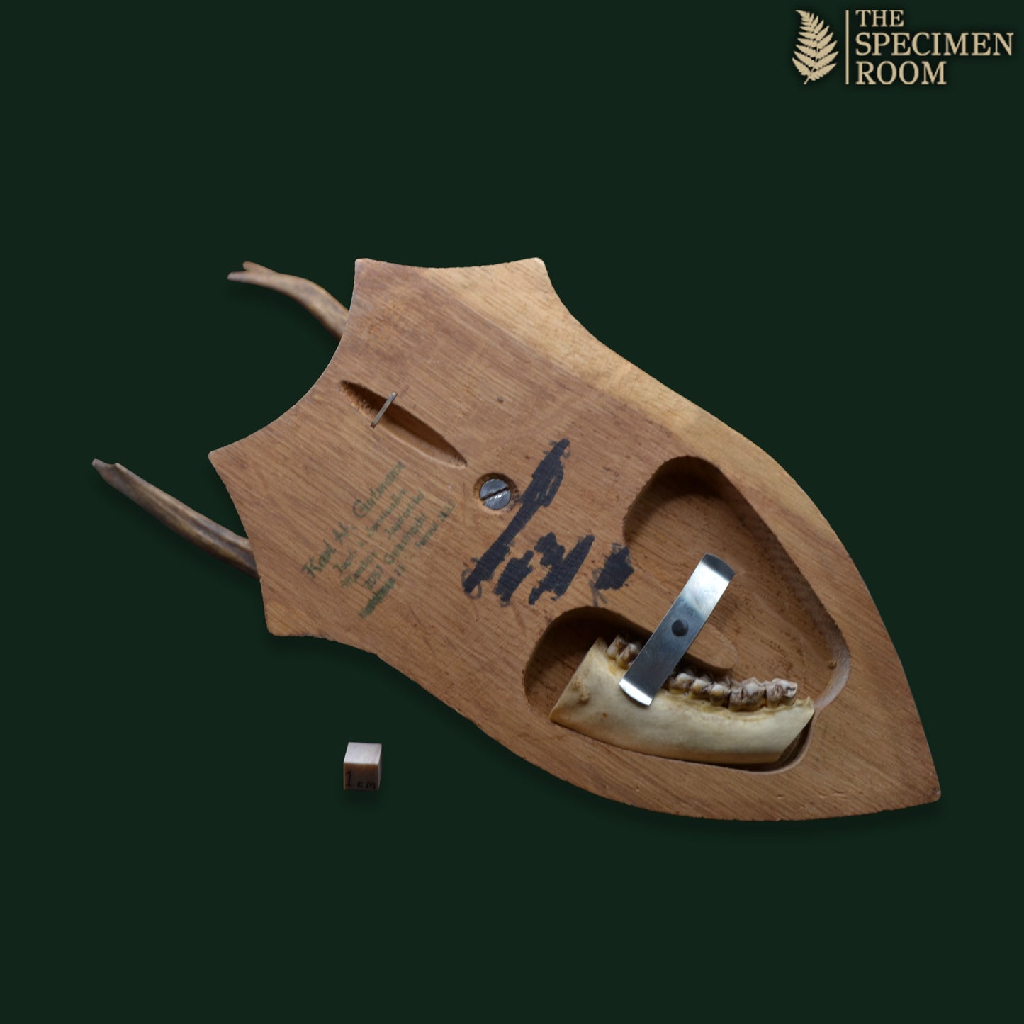 Mounted Deer Skull with Antlers on Shield Plaque – Karl H. Gatmann