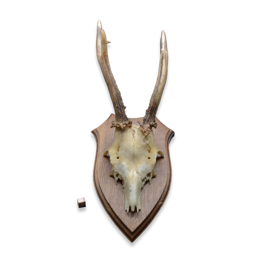 Mounted Deer Skull with Antlers on Shield Plaque – Karl H. Gatmann
