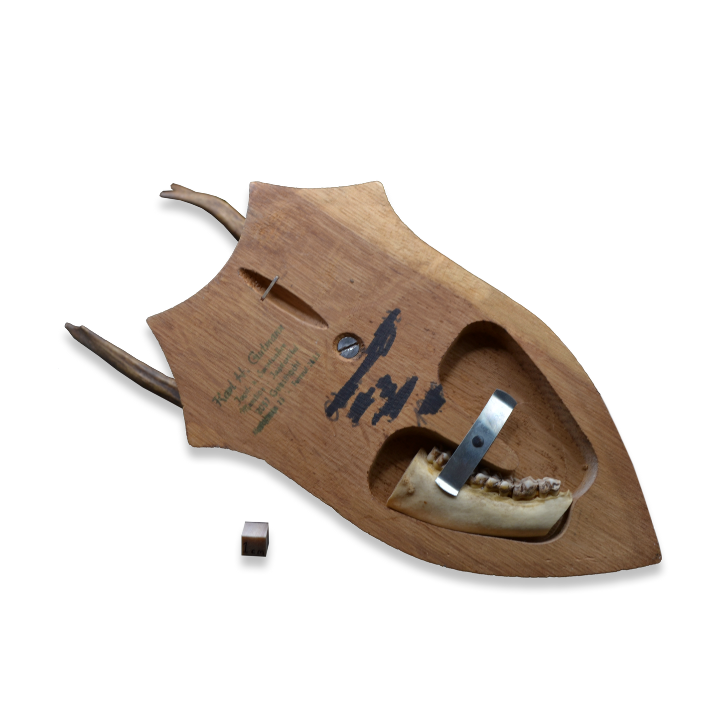 Mounted Deer Skull with Antlers on Shield Plaque – Karl H. Gatmann