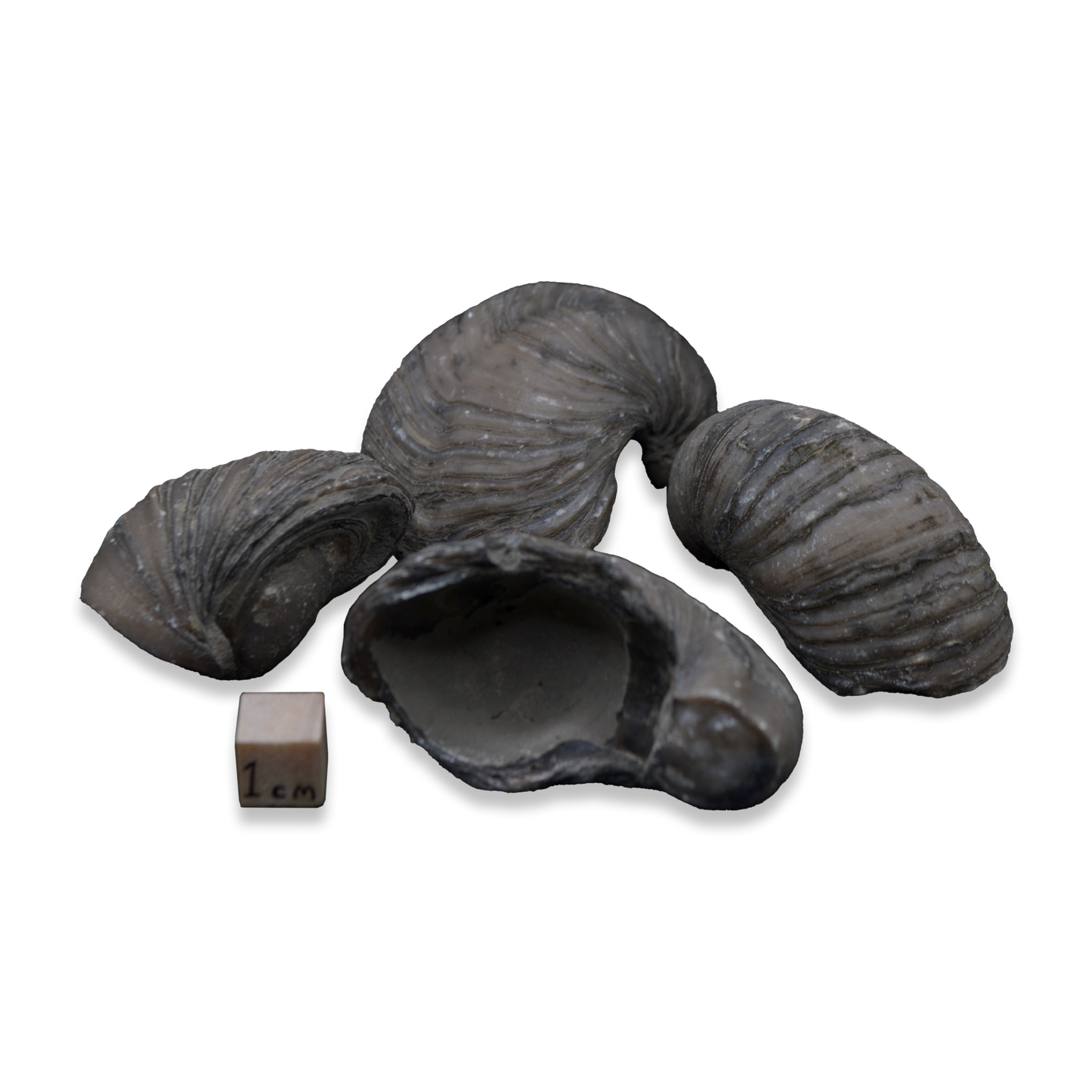 Devil's Toenails 'Gryphaea'