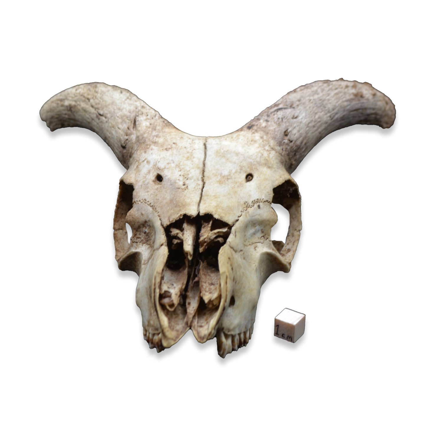 Small Ram Skull with Curved Horns | Natural Osteological Specimen