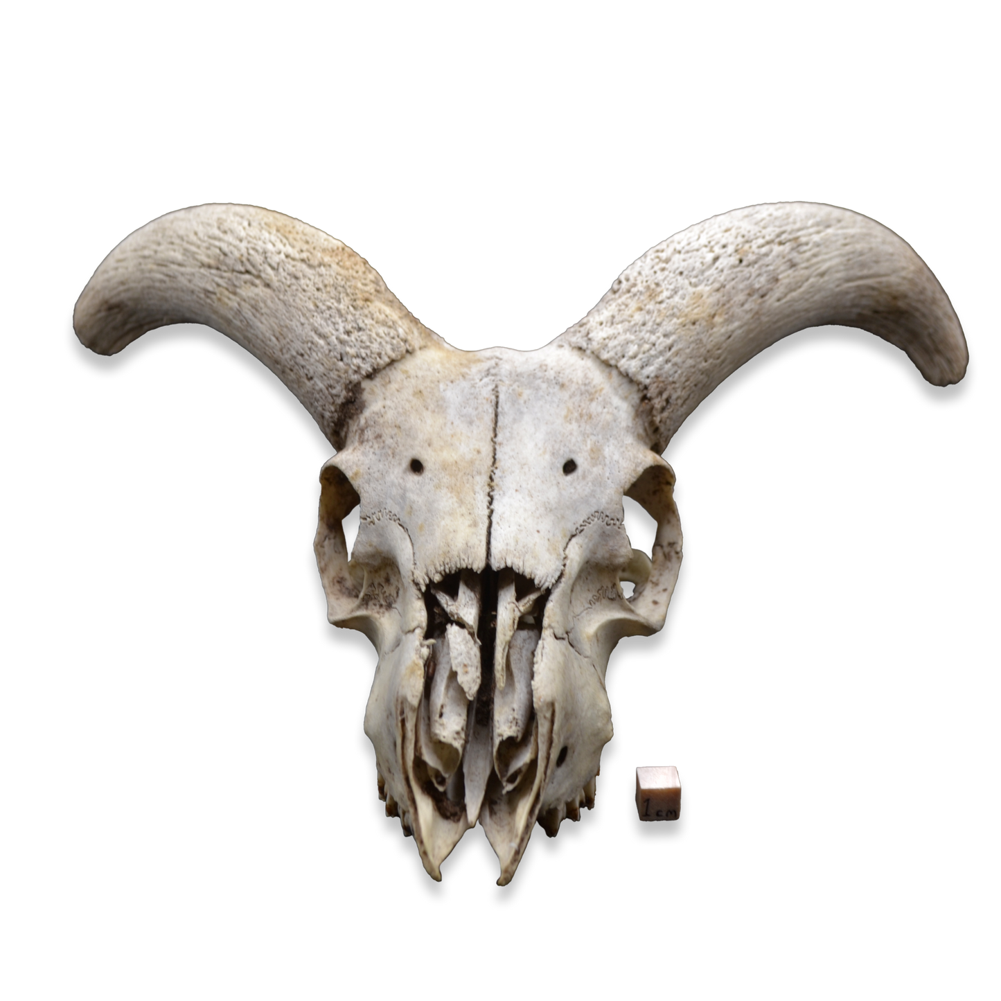 Ram Skull with Curved Horns | Natural Osteological Specimen