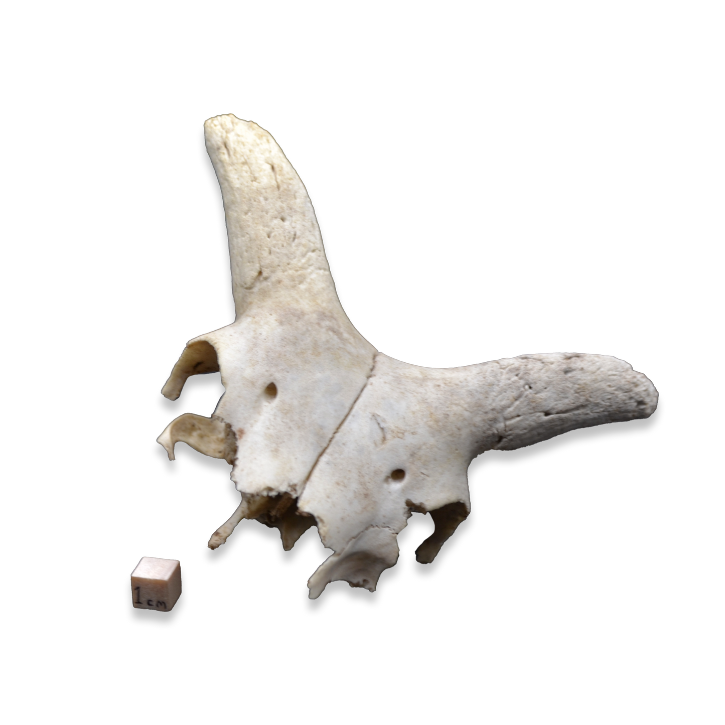 Small Goat Skull – Partial / Broken Specimen