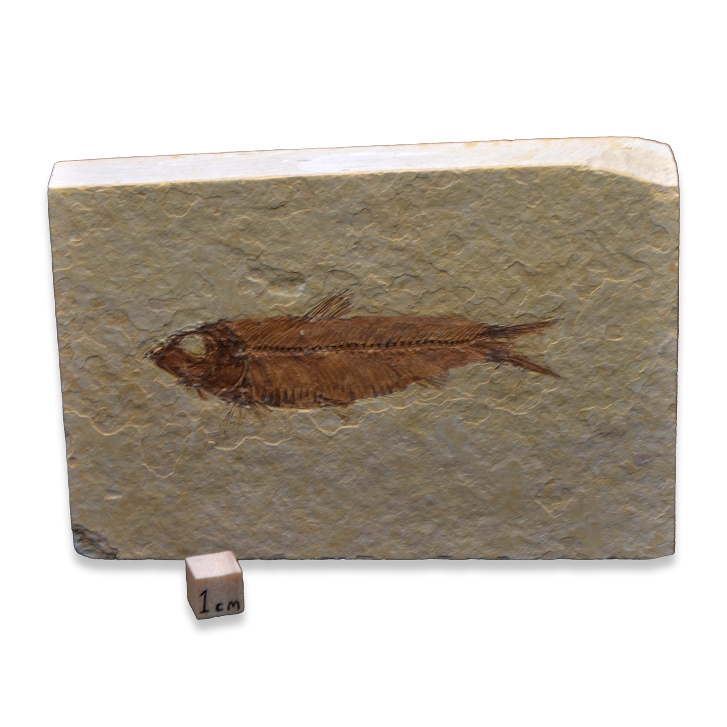 Knightia Fossil Fish - Green River Formation
