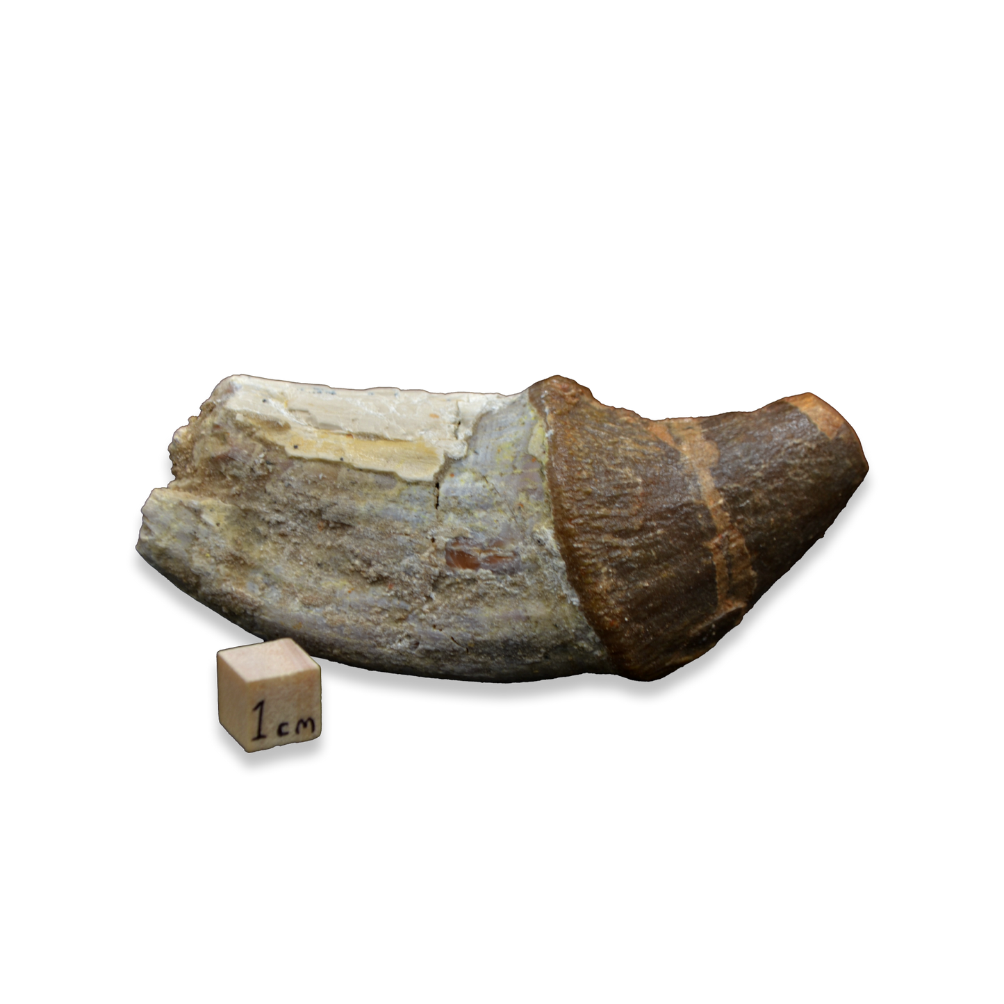Pappocetus Fossil Tooth Fragment – Eocene Whale