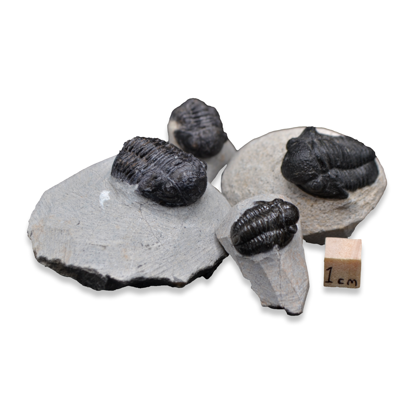 Proetid Trilobite on Matrix