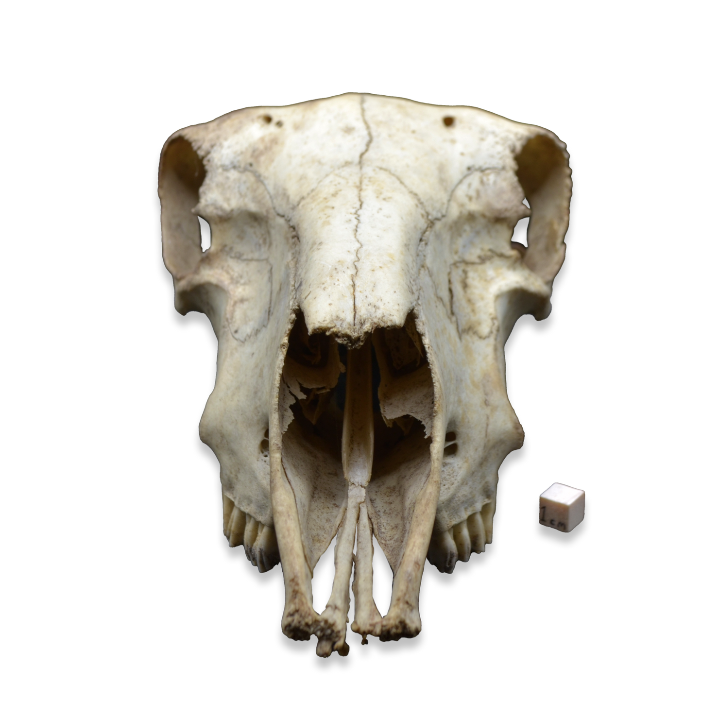 Domestic Sheep Skull (Ovis aries) – Natural Specimen