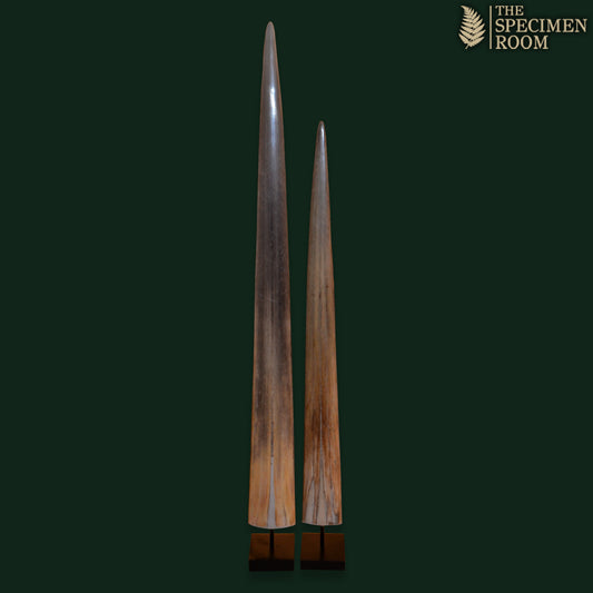 Pair of Mounted Swordfish Rostrum (Xiphias gladius) on Custom Pedestals