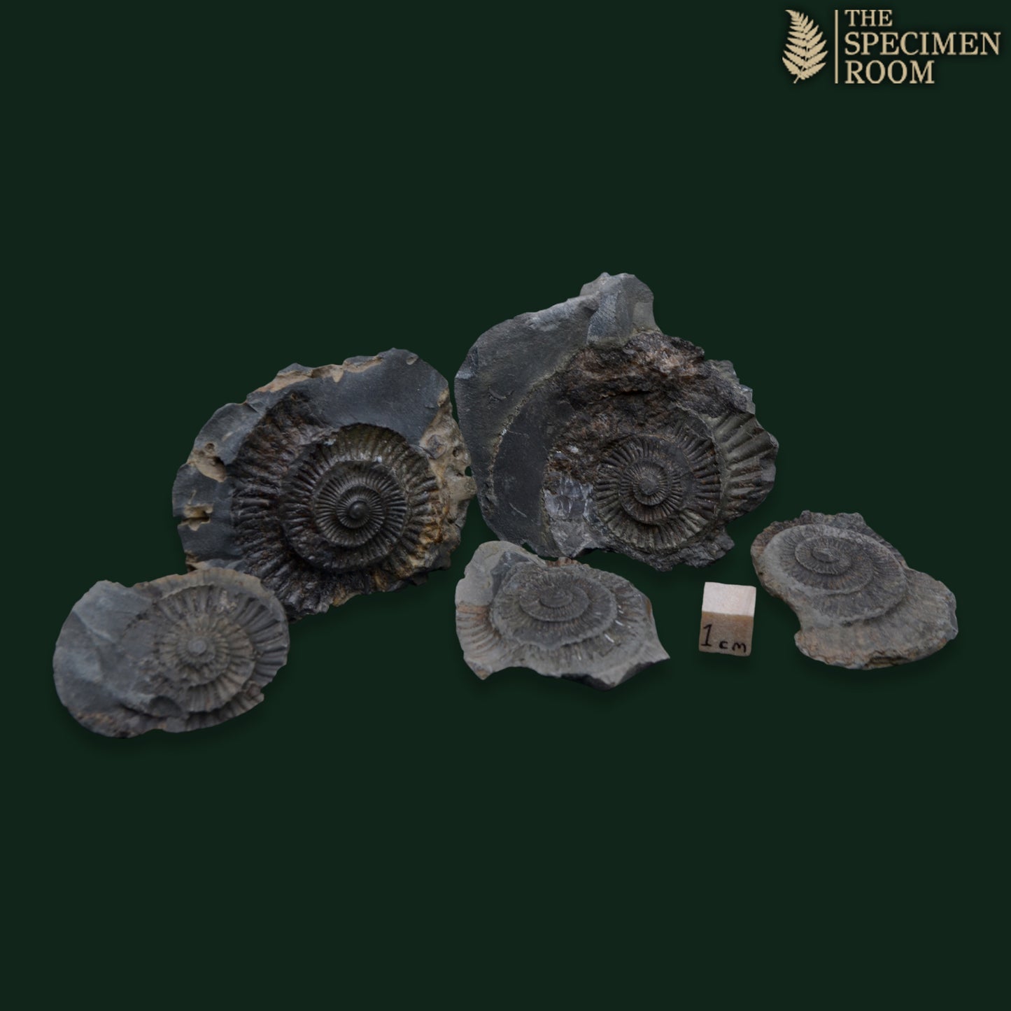 Dactylioceras Ammonite Fossil Negatives – Set of 5