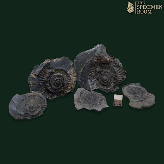 Dactylioceras Ammonite Fossil Negatives – Set of 5