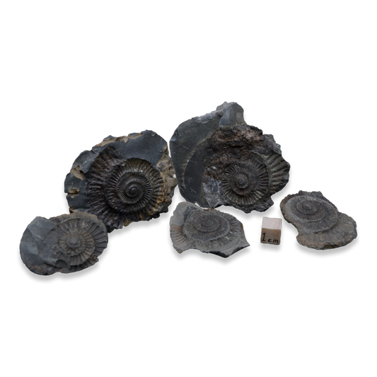Dactylioceras Ammonite Fossil Negatives – Set of 5