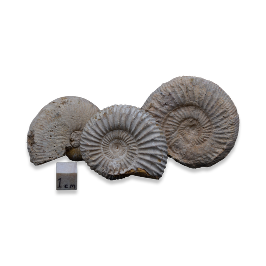 4-5cm Fossil Ammonite