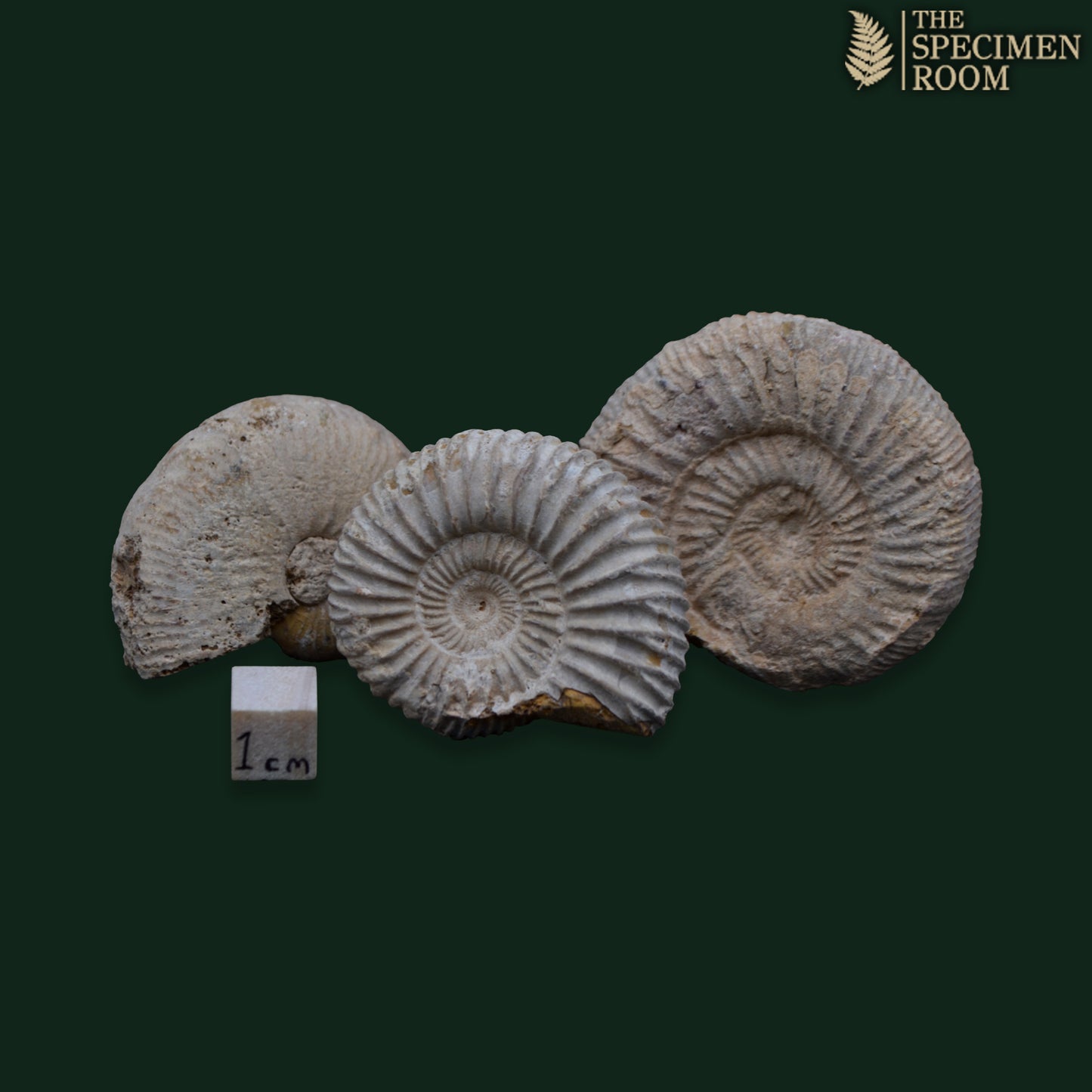 4-5cm Fossil Ammonite