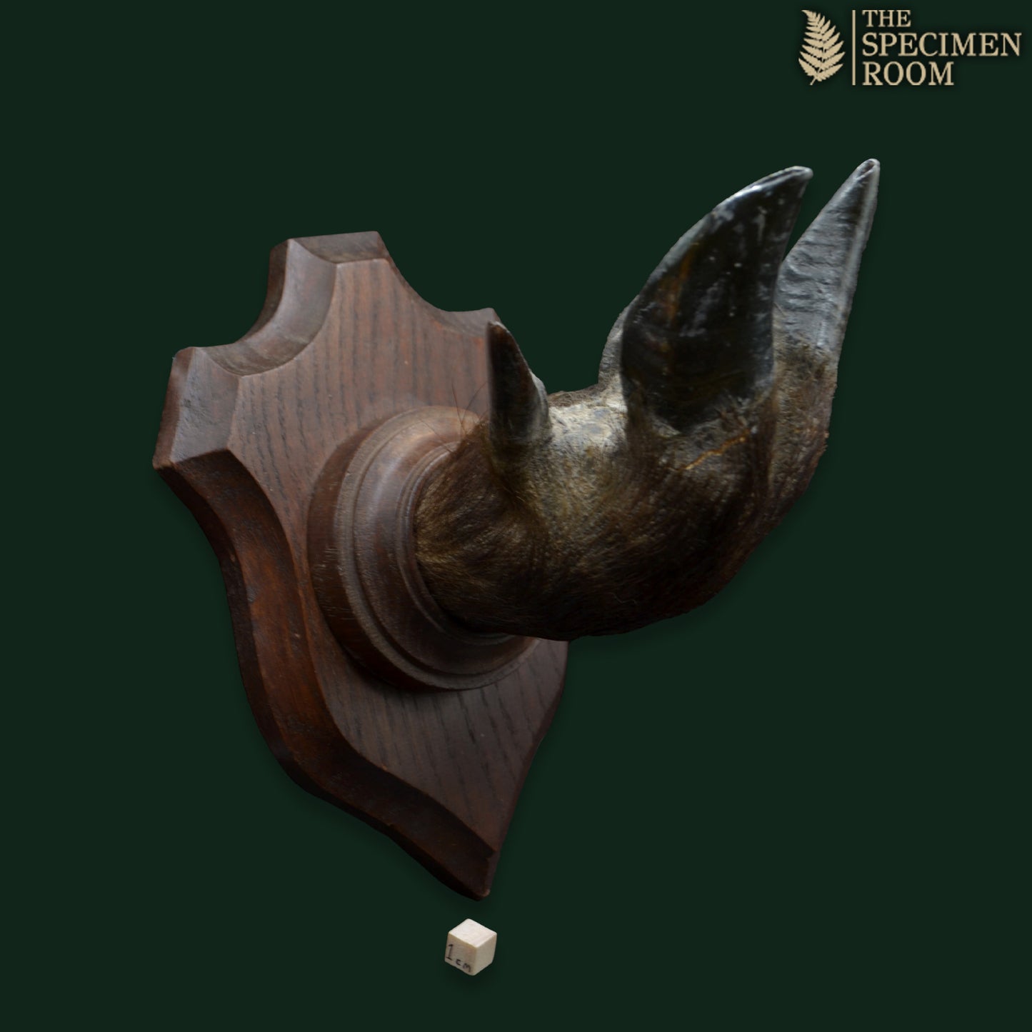 Wild Boar’s Foot on Wooden Plaque