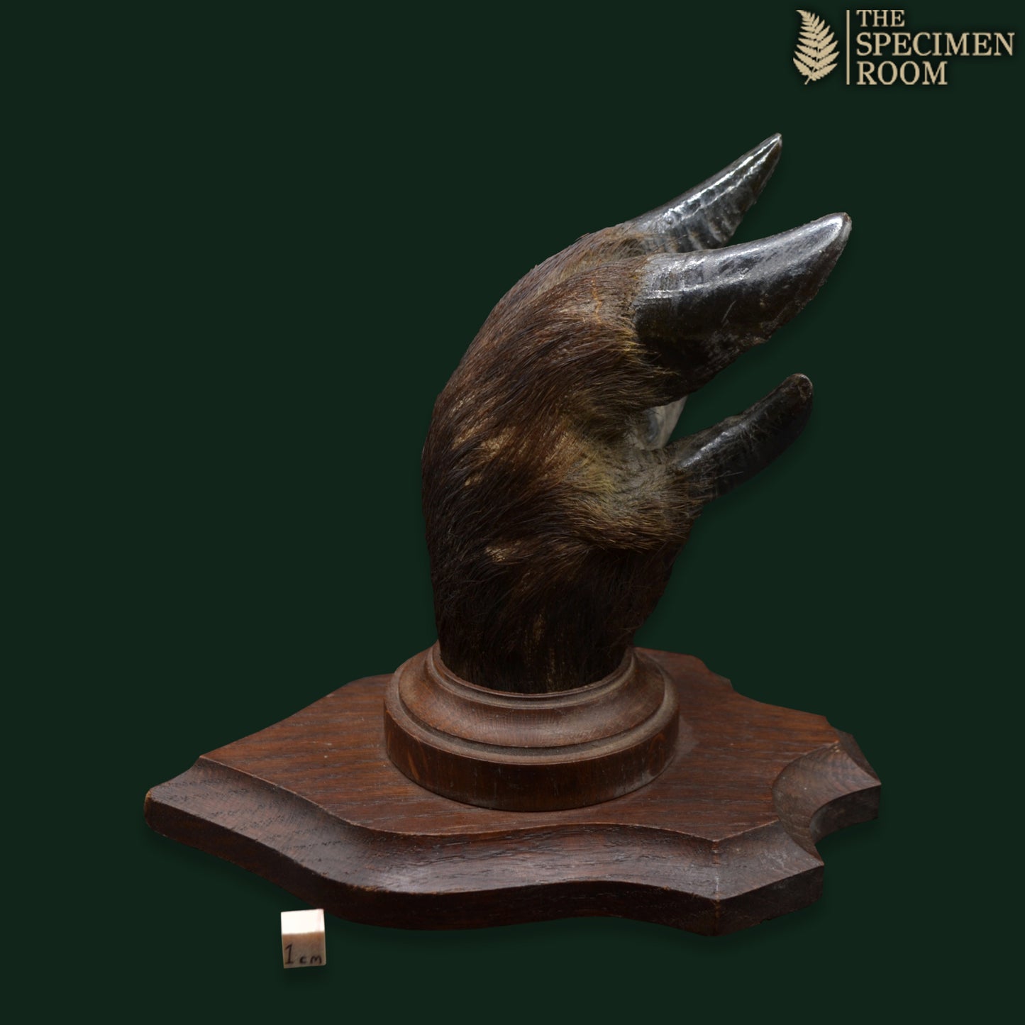 Wild Boar’s Foot on Wooden Plaque