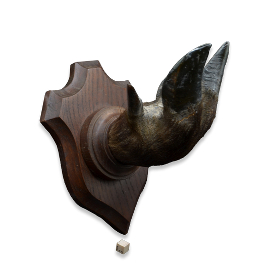 Wild Boar’s Foot on Wooden Plaque