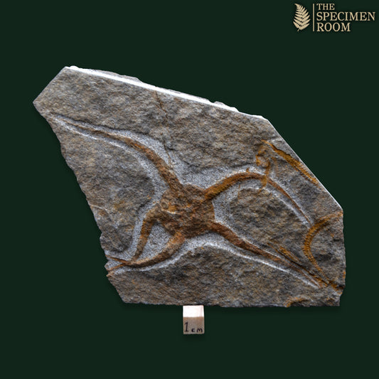 Brittlestar fossil on Matrix