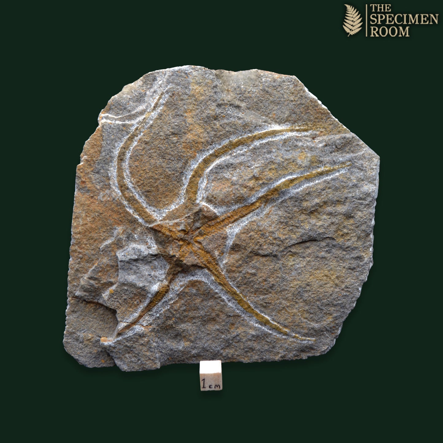 Brittlestar fossil on Matrix