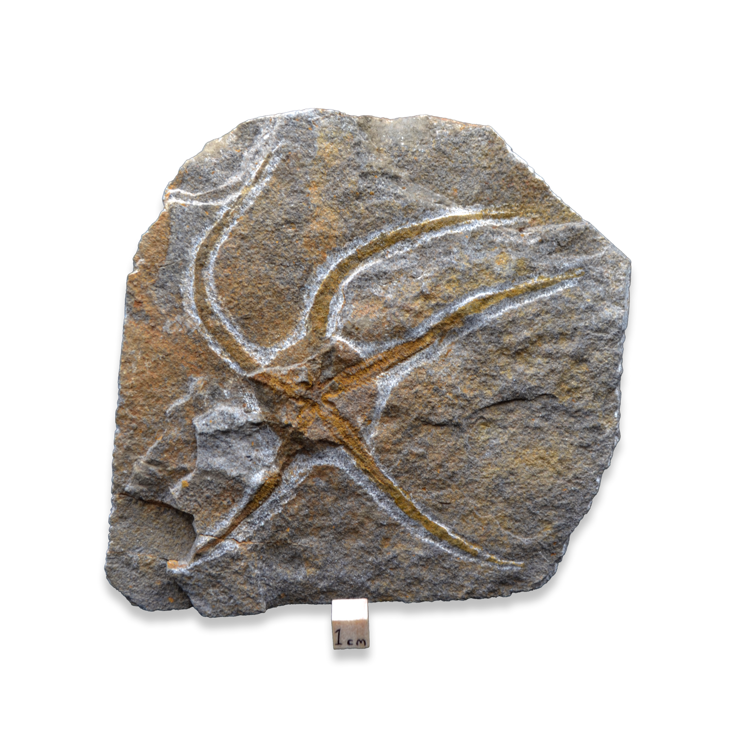 Brittlestar fossil on Matrix