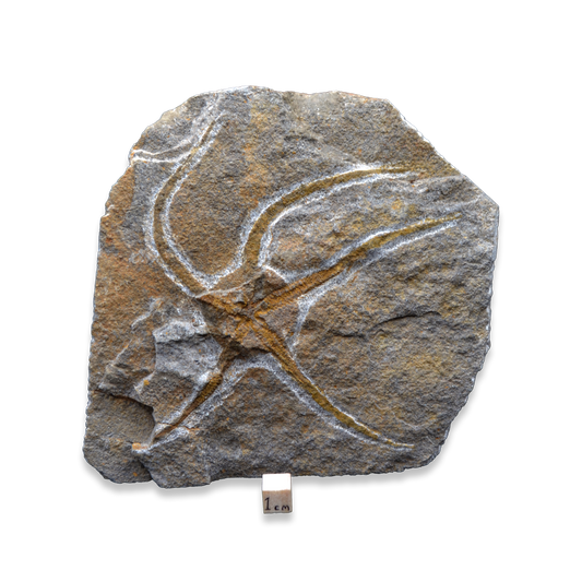 Brittlestar fossil on Matrix