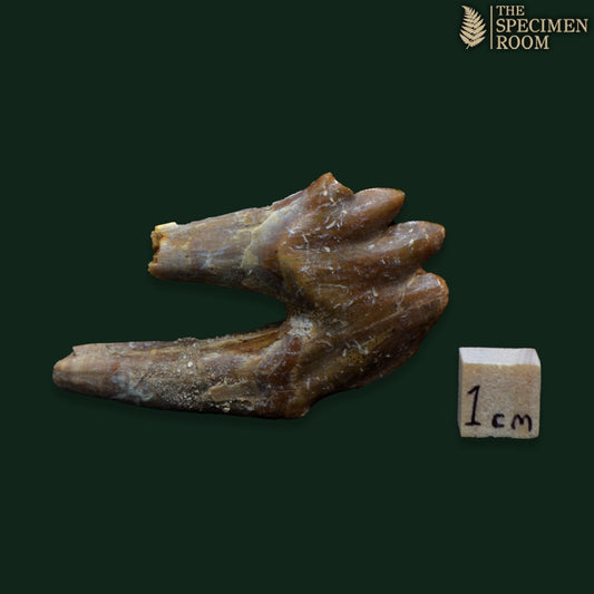 Chrysocetus Fossil Tooth – Early Eocene Whale