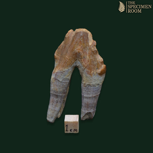 Chrysocetus Fossil Tooth – Early Eocene Whale