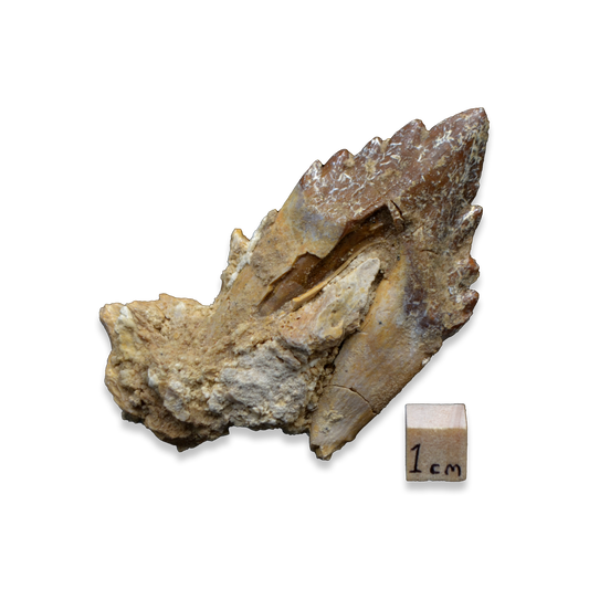 Chrysocetus Fossil Tooth – Early Eocene Whale