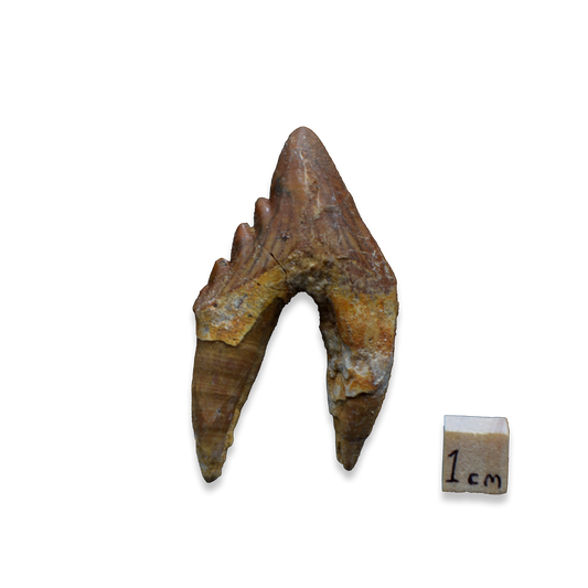 Chrysocetus Fossil Tooth – Early Eocene Whale