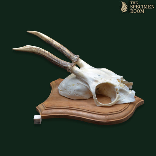 Mounted Deer Skull with Antlers on Shield Plaque