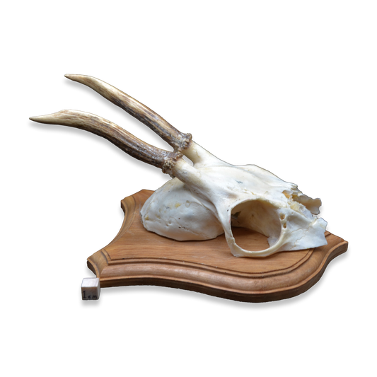 Mounted Deer Skull with Antlers on Shield Plaque