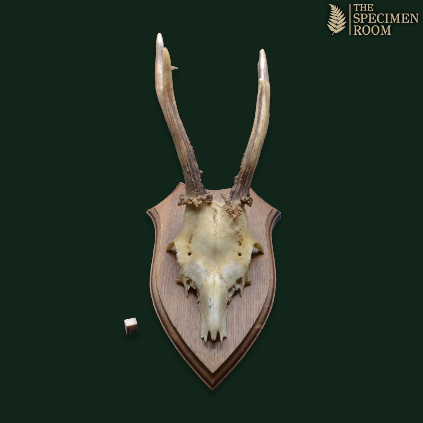 Mounted Deer Skull with Antlers on Shield Plaque – Karl H. Gatmann