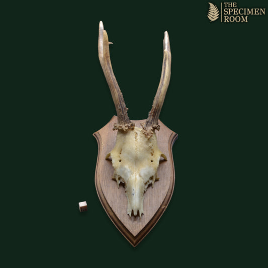 Mounted Deer Skull with Antlers on Shield Plaque – Karl H. Gatmann