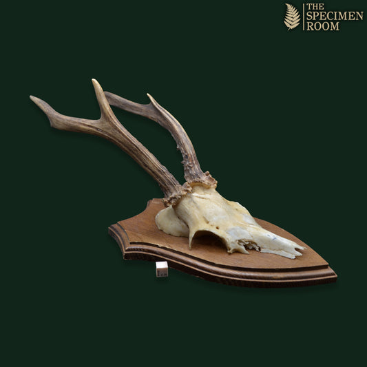 Mounted Deer Skull with Antlers on Shield Plaque – Karl H. Gatmann