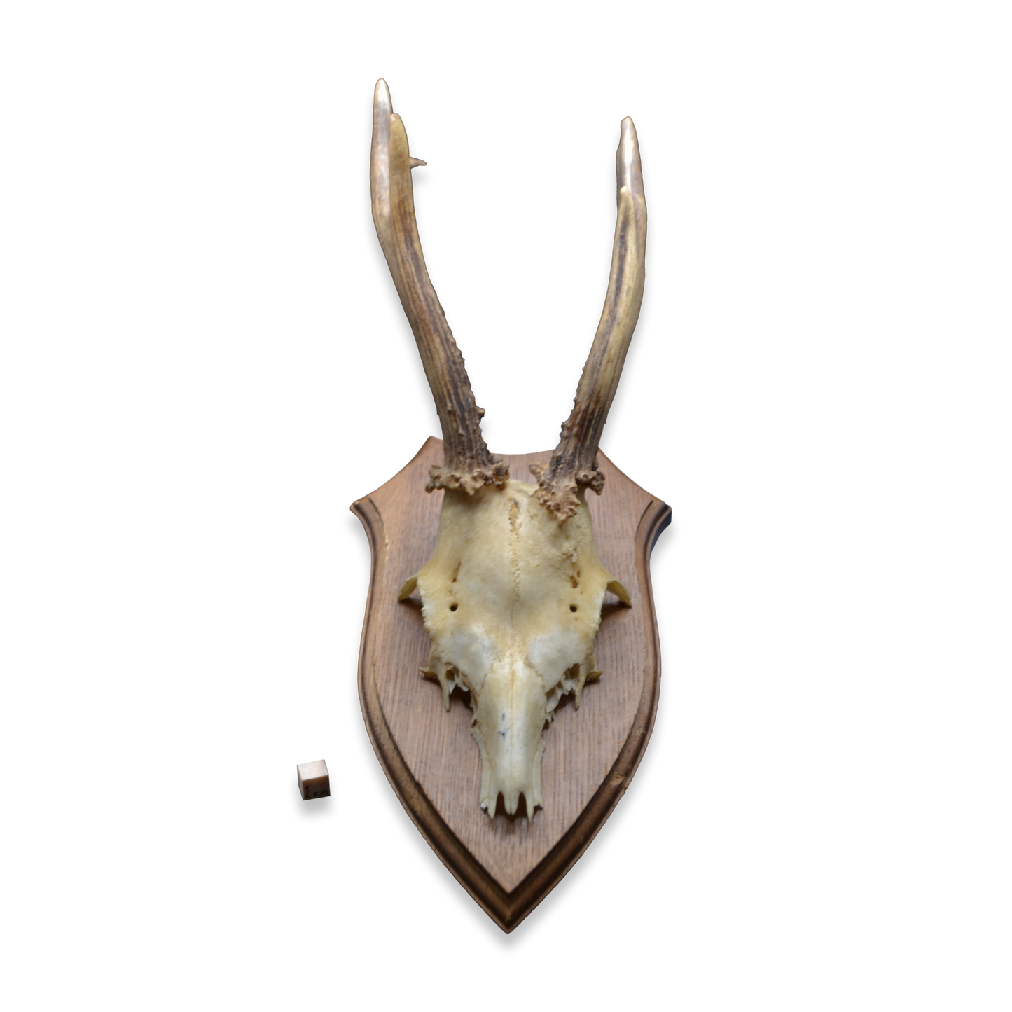 Mounted Deer Skull with Antlers on Shield Plaque – Karl H. Gatmann