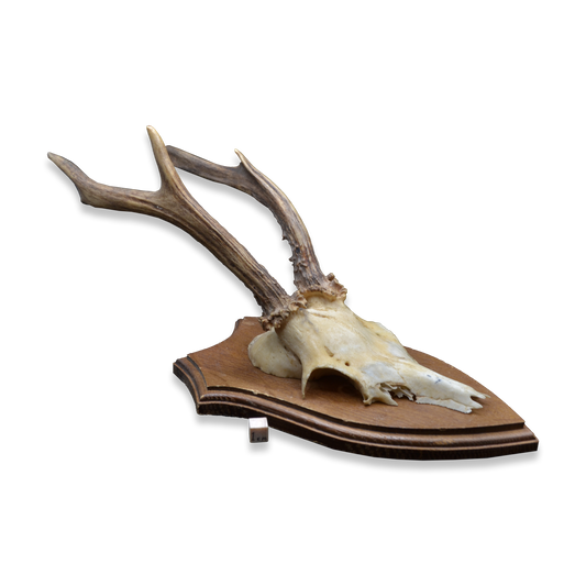 Mounted Deer Skull with Antlers on Shield Plaque – Karl H. Gatmann