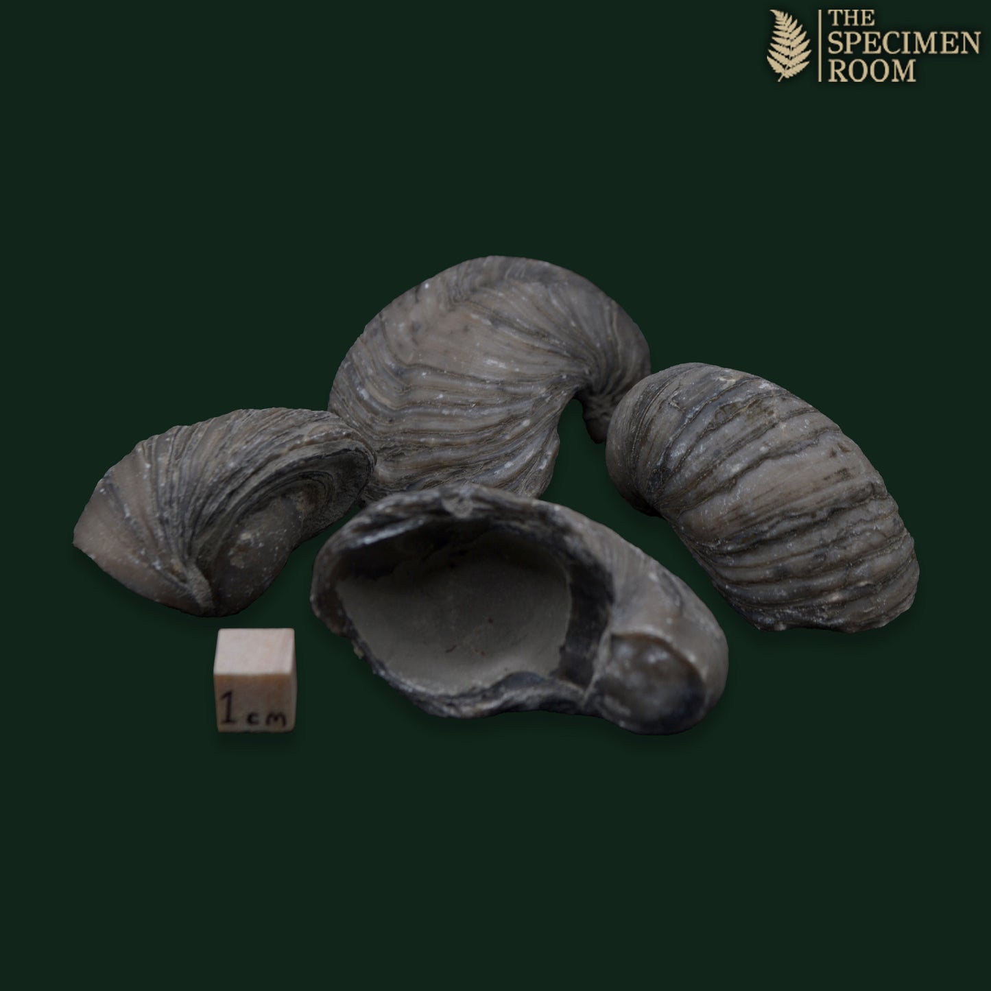 Devil's Toenails 'Gryphaea'