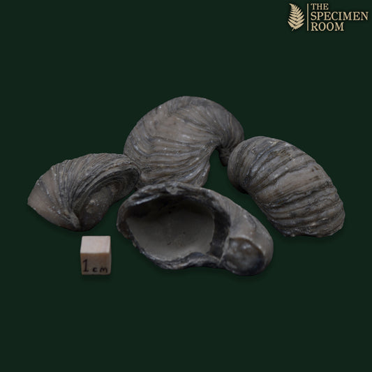 Devil's Toenails 'Gryphaea'