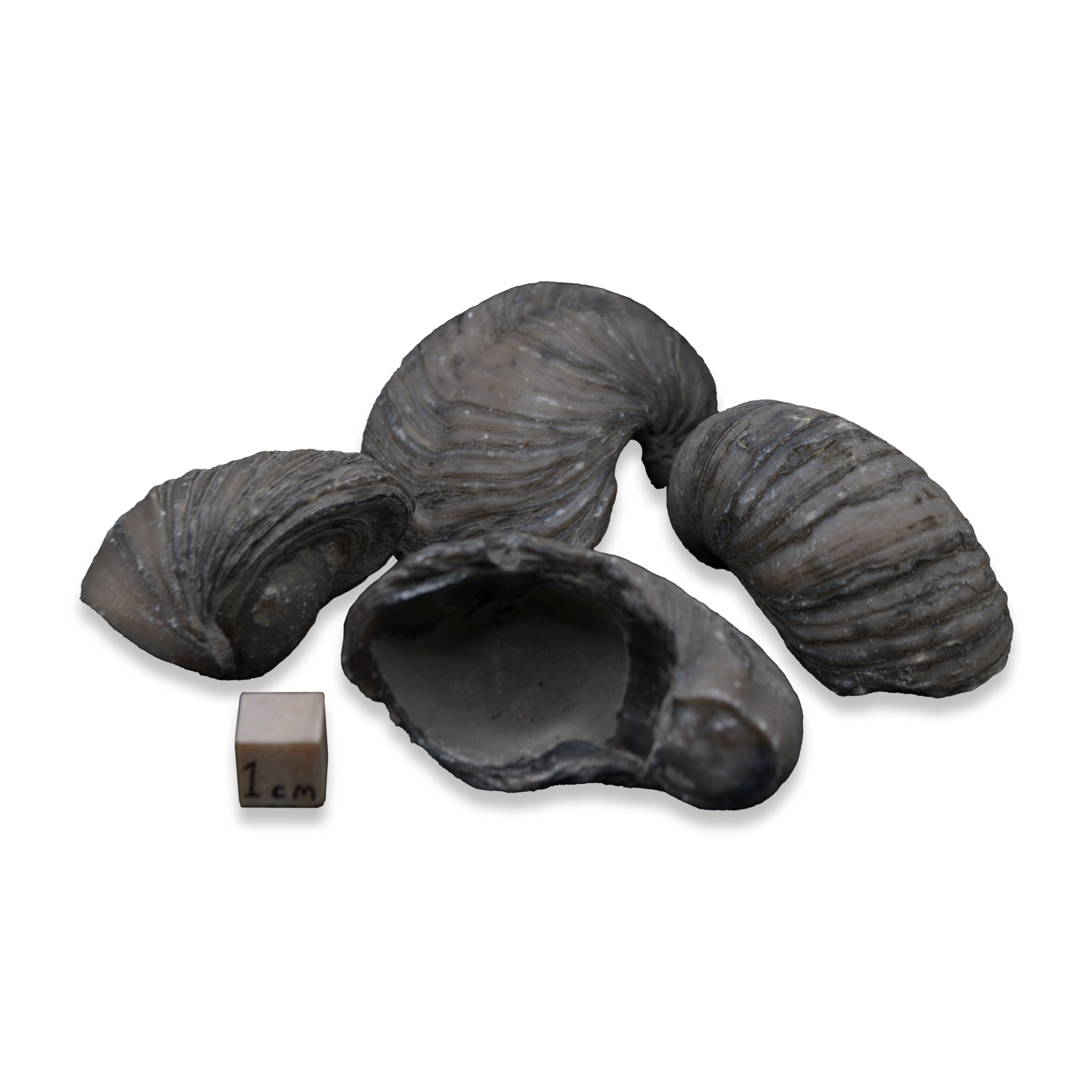 Devil's Toenails 'Gryphaea' – The Specimen Room London Ltd
