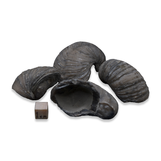 Devil's Toenails 'Gryphaea'