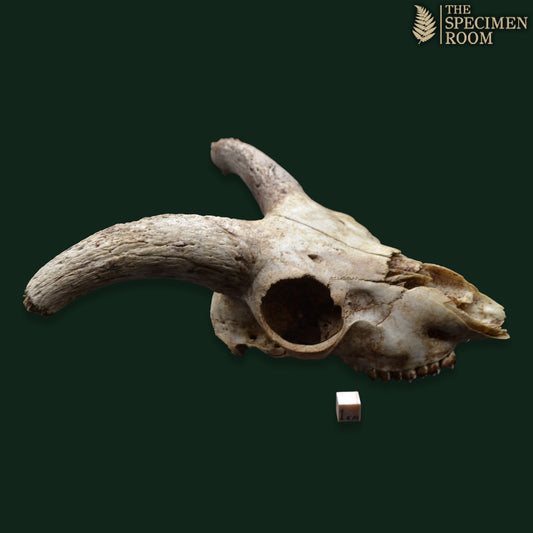 Small Ram Skull with Curved Horns | Natural Osteological Specimen