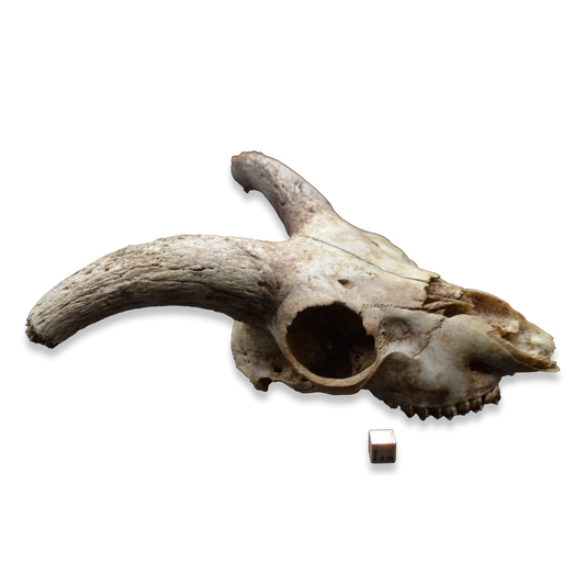 Small Ram Skull with Curved Horns | Natural Osteological Specimen