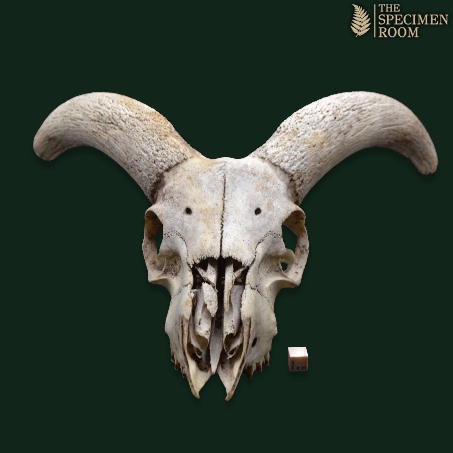 Ram Skull with Curved Horns | Natural Osteological Specimen